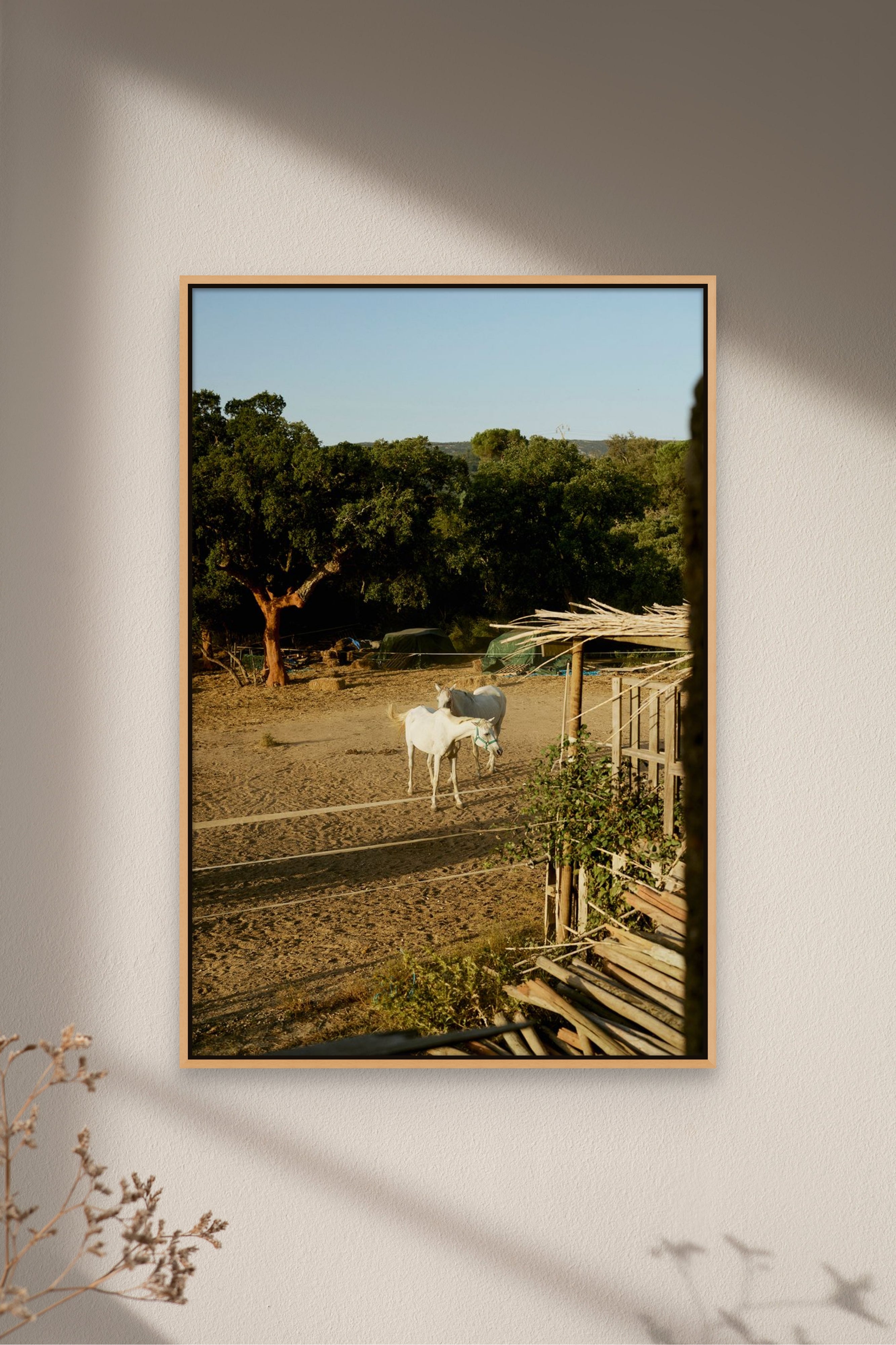 Places with Feelings: Setubal Horses