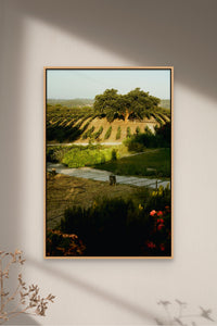Places with Feelings: Setúbal Cork Tree