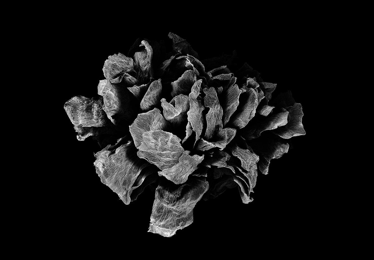 STARDUST 11