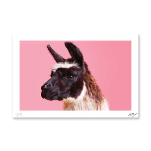 PARTY ANIMALS: The Eligible Bachelor
